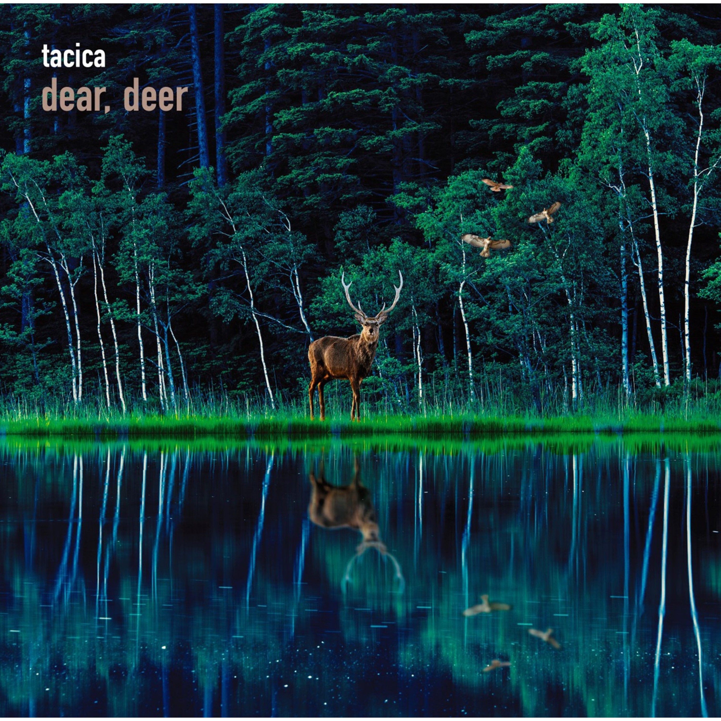 tacica – dear, deer [FLAC / 24bit Lossless / WEB] [2021.12.22]