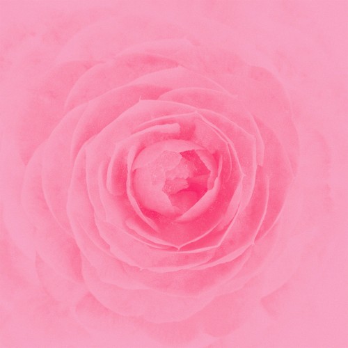 [Album] RAY – Camellia [FLAC / WEB] [2023.10.18]
