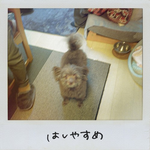 [Single] Saucy Dog – はしやすめ [FLAC / WEB] [2023.12.08]