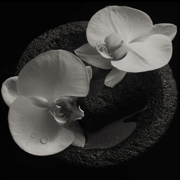 Mike Patton & Jean-Claude Vannier – Corpse Flower (2019) [FLAC 24bit/44,1kHz]